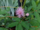 mimosa pudica