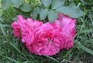Rosarium Uetersen