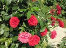 Out of Rosenheim