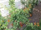 bouganvillea orange