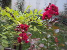 DSC05934