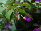 DSCN6694