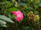 DSCN6714