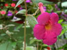 DSCN6722