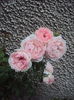 DSC05125