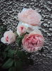 DSC05133