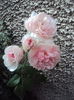 DSC05163