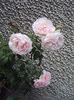 DSC05209