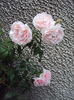 DSC05210