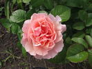 twiggy's rose