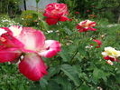 DSC00202