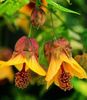 abutilon millery