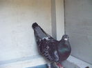 Picture 006
