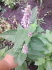 agastache foeniculum