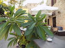 DSCN0291