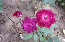 30 aug, Burgundy Ice