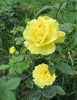 Friesia