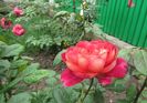 Docteurs Massad