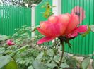 Docteurs Massad