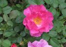 England s Rose