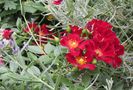 Bienenweide Rot