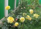 30 aug, China Girl