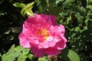 England s Rose