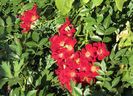 1 sept, Bienenweide Rot