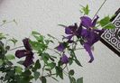 clematis Polish Spirit