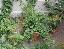bouganvillea