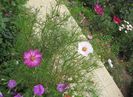 cosmos