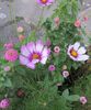 cosmos