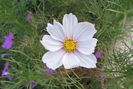cosmos