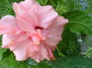 SAM_9451
