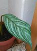 Aglaonema nitidum Curtisii-29.08.2015