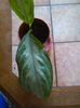 Aglaonema commutatum- 24.08.2015