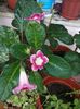 Gloxinia3