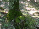 DSCN4746