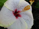 SAM_9458