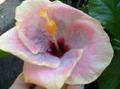 tahitian rainbows