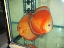DSCF8096