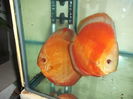 DSCF8097