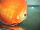 DSCF8126