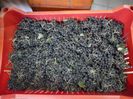 Aronia fructe arbustul 1 a avut 5 kg anul asta fata de 2,3 kg in 2014
