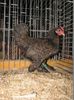225px-Nederlandse_Sabelpootkriel_Dubbelgezoomd_hen