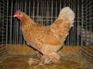 300px-Nederlandse_Sabelpootkriel_Geelkoekoek_hen