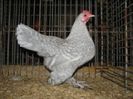 300px-Nederlandse_Sabelpootkriel_Parelgrijskoekoek_witgepareld_hen
