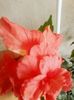 IMG_20150904_130804