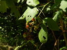 DSCN4781