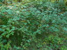 DSCN4794